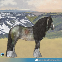 Horse Color:Buckskin Ice Rabicano 