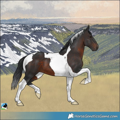 Horse Color:Brown Tobiano 