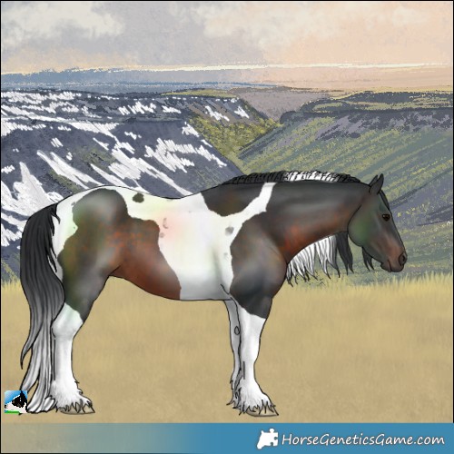 Horse Color:Brown Tobiano 