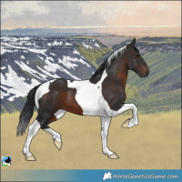 Horse Color:Brown Tobiano