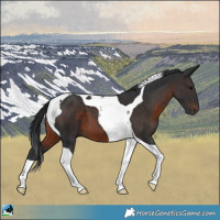 Horse Color:Brown Tobiano 