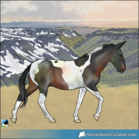 Horse Color:Brown Tobiano 