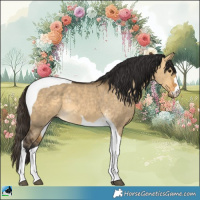 Horse Color:Buckskin Dun Tobiano Rabicano 