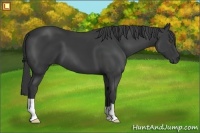 Horse Color:Smoky Black