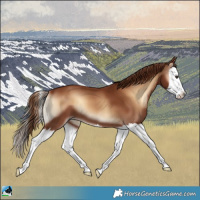 Horse Color:Red Onyx Splash 
