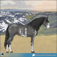 Horse Color:Black Sabino Rabicano 