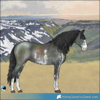 Horse Color:Black Sabino Rabicano 