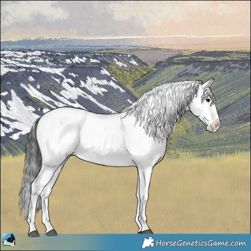 Horse Color:Black Sabino 