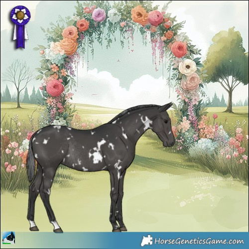 Horse Color:White Spotted Black Rabicano 