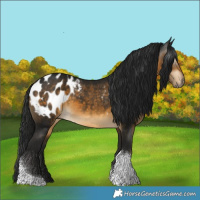Horse Color:Gray Buckskin Tobiano Appaloosa 