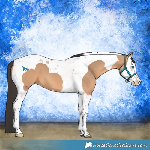 Horse Color:Bay Dun Splash Tobiano 
