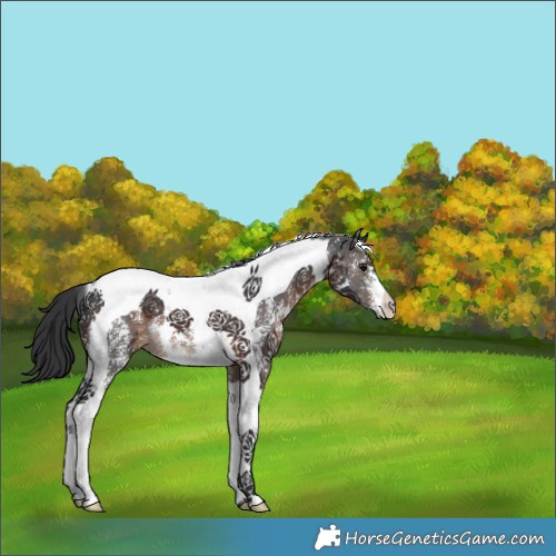 Horse Color:Brown Sabino Tobiano 