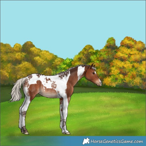 Horse Color:Silver Brown Tobiano Rabicano 