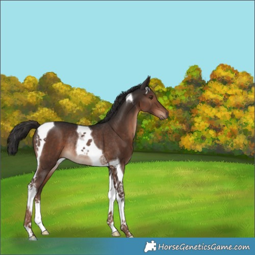 Horse Color:Liver Chestnut Tobiano Rabicano 
