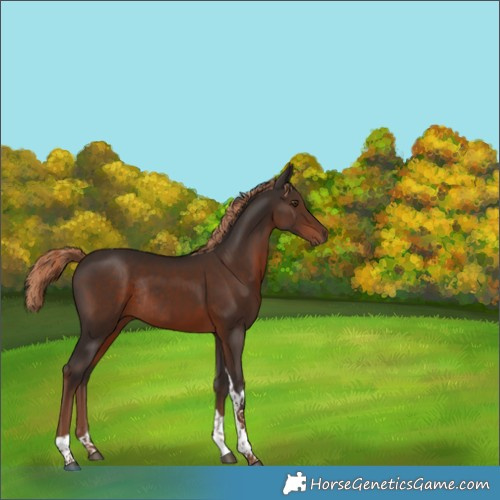 Horse Color:Liver Chestnut Tobiano Rabicano 