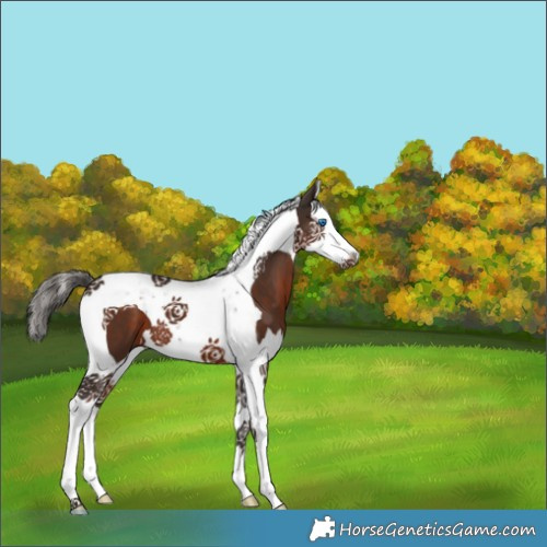 Horse Color:Liver Chestnut Splash Tobiano 
