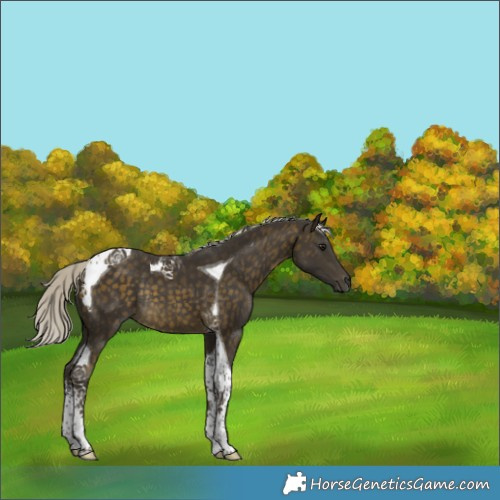 Horse Color:Silver Buckskin Tobiano Rabicano 