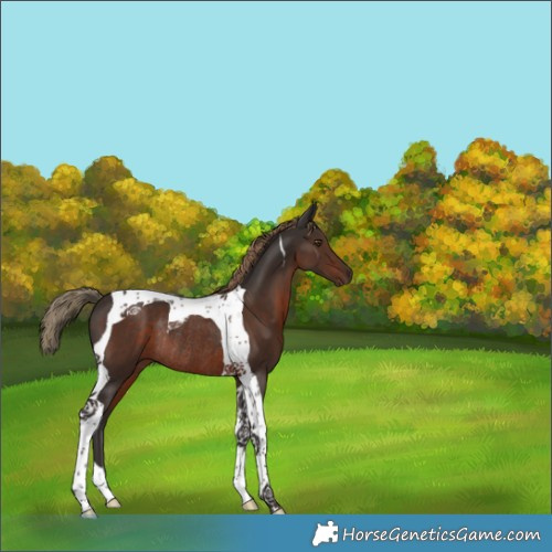 Horse Color:Liver Chestnut Tobiano Rabicano 