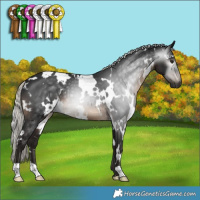 Horse Color:Gray White Spotted Silver Brown