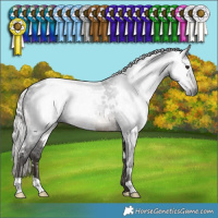 Horse Color:Gray White Spotted Silver Brown 