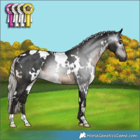 Horse Color:Gray White Spotted Silver Brown 