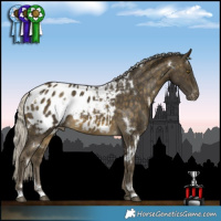 Horse Color:White Spotted Silver Buckskin Appaloosa 