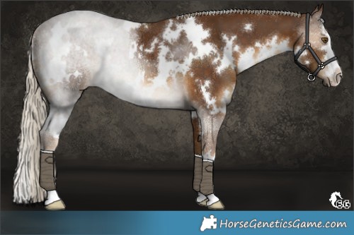 Horse Color:White Spotted Chocolate Palomino 