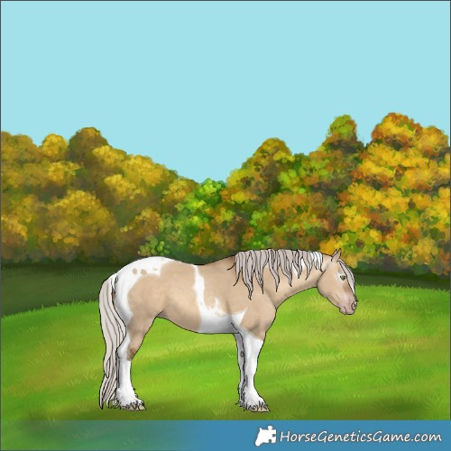 Horse Color:Gray Silver Sable Champagne Dun Tobiano 