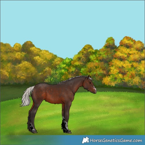 Horse Color:Silver Brown Sabino Tobiano 