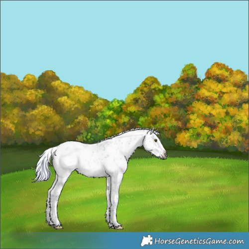 Horse Color:Gray Watercolor White Spotted Silver Brown Dun Sabino Appaloosa 