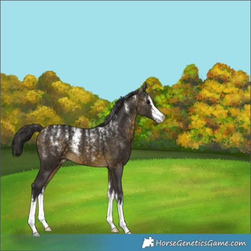 Horse Color:Powder White White Spotted Buckskin Mushroom 