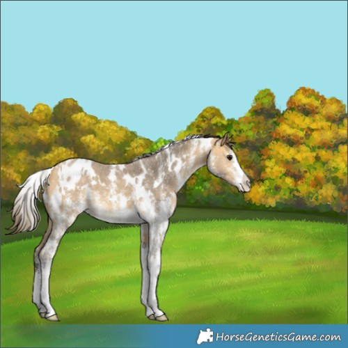 Horse Color:White Spotted Buckskin Sabino Appaloosa