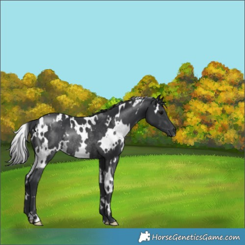 Horse Color:White Spotted Black Rabicano