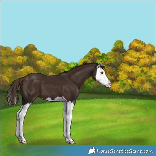 Horse Color:Liver Chestnut Splash