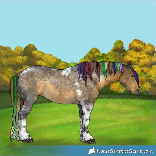 Horse Color:Painted Buckskin Tobiano Rabicano 