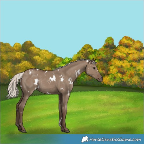 Horse Color:White Spotted Silver Grullo Rabicano