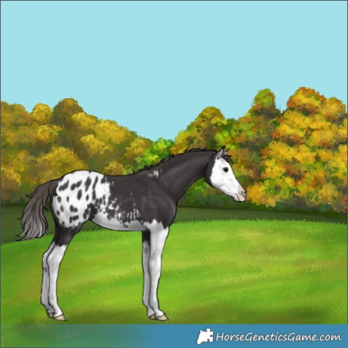 Horse Color:Smoky Black Splash Appaloosa