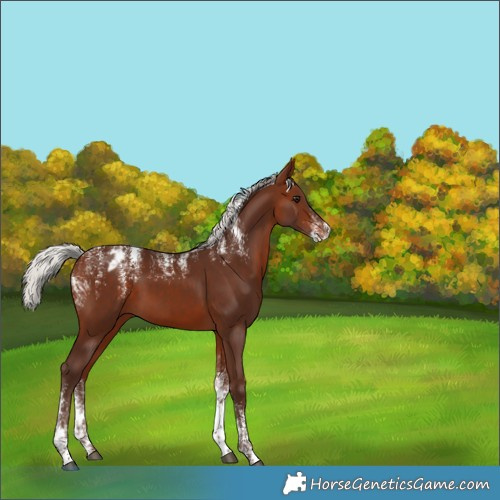 Horse Color:Powder White Silver Bay Appaloosa 