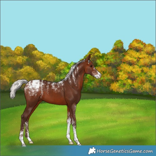 Horse Color:Powder White Silver Bay Appaloosa 
