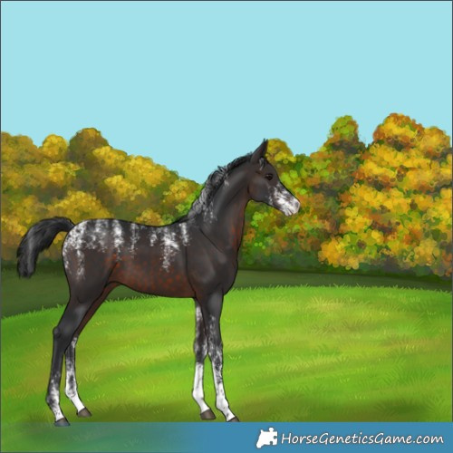 Horse Color:Powder White Brown 