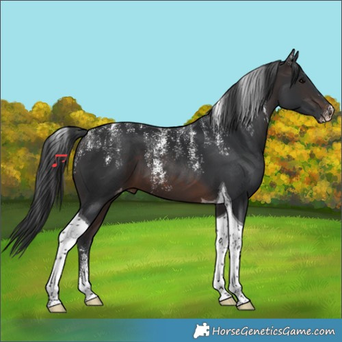 Horse Color:Powder White Brown Tobiano Appaloosa 