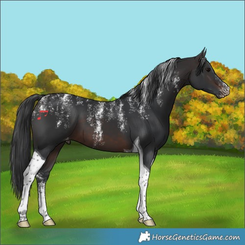 Horse Color:Powder White Brown Tobiano Varnish 