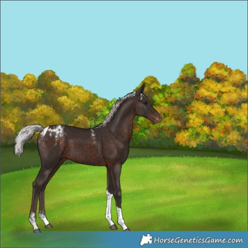 Horse Color:Powder White Silver Brown Tobiano Appaloosa 