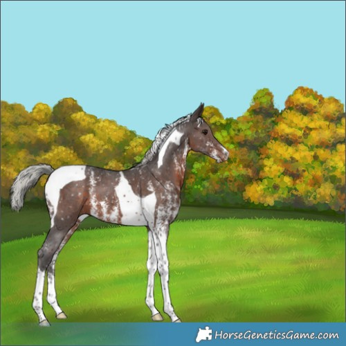 Horse Color:Silver Brown Sabino Tobiano Appaloosa 