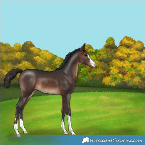 Horse Color:Brown 