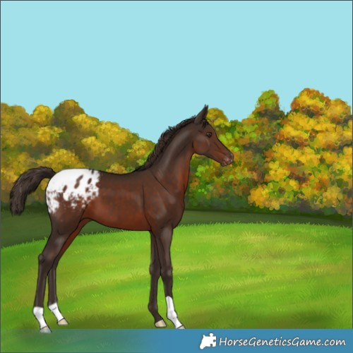 Horse Color:Liver Chestnut Appaloosa 