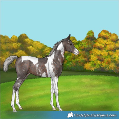 Horse Color:Silver Brown Sabino Tobiano 
