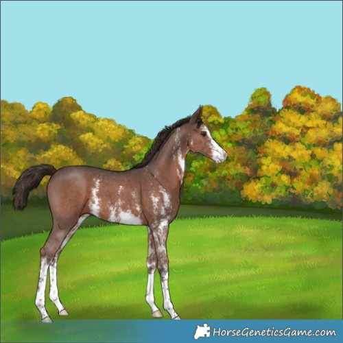Horse Color:Liver Chestnut Sabino 