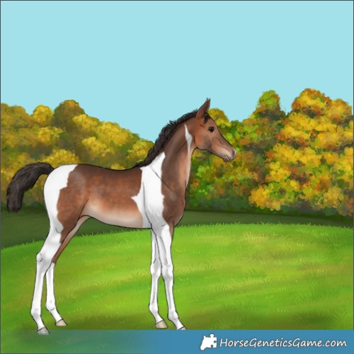 Horse Color:Bay Tobiano 
