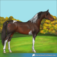 Horse Color:Liver Chestnut Tobiano 